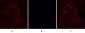 CD44 Polyclonal Antibody
